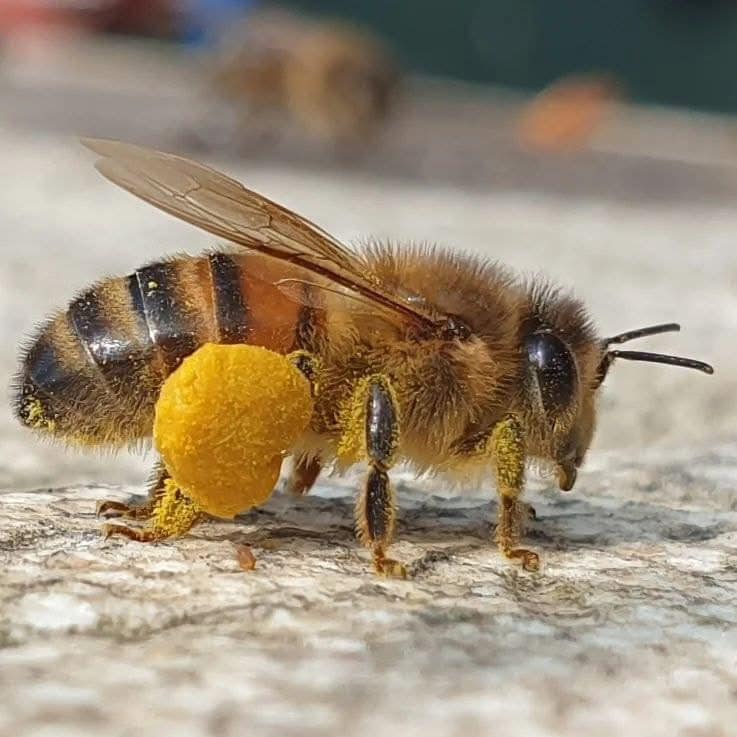 abeja con polen